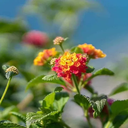 Villa Seasky Tabua Ribeira Brava